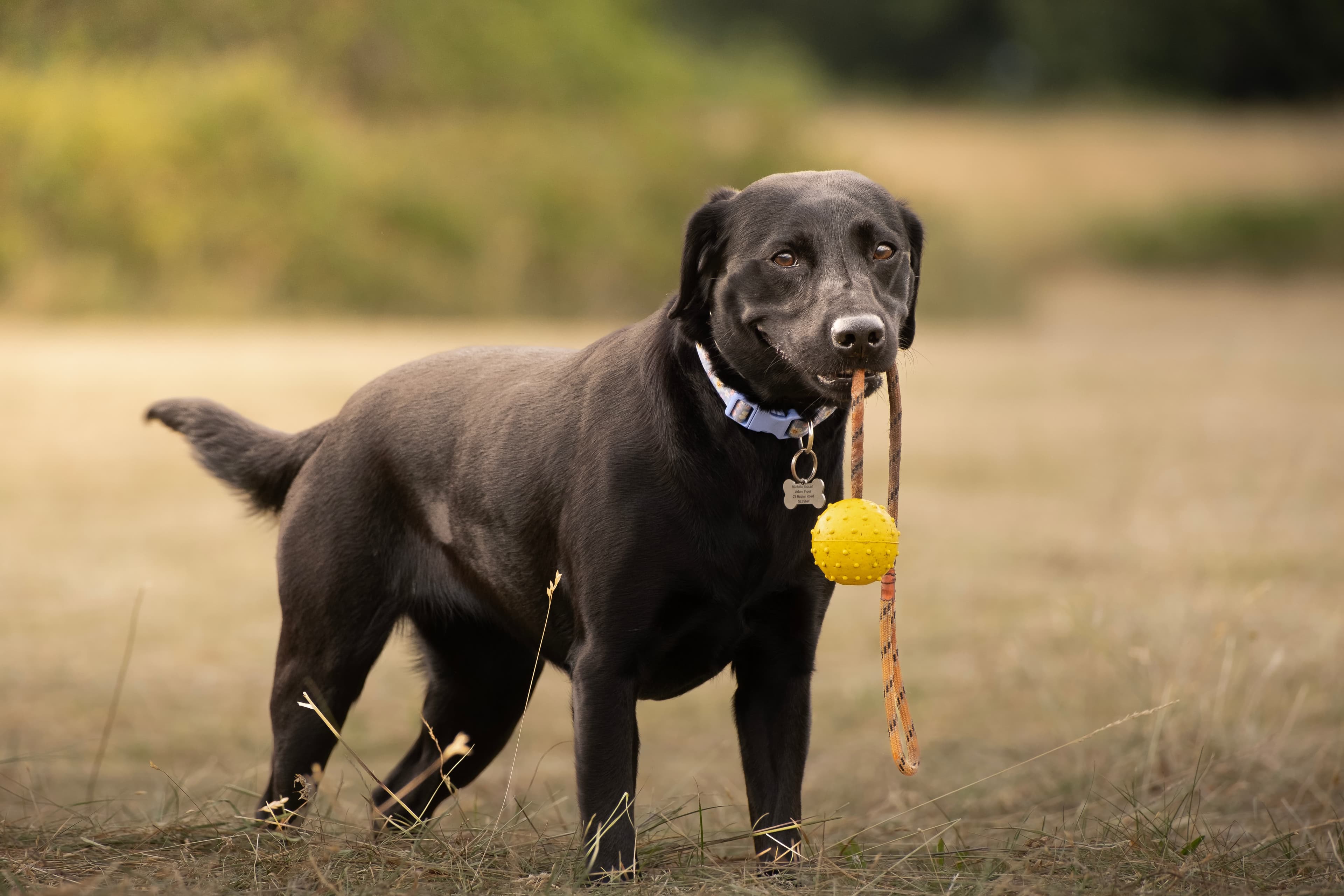 Nova with a ball