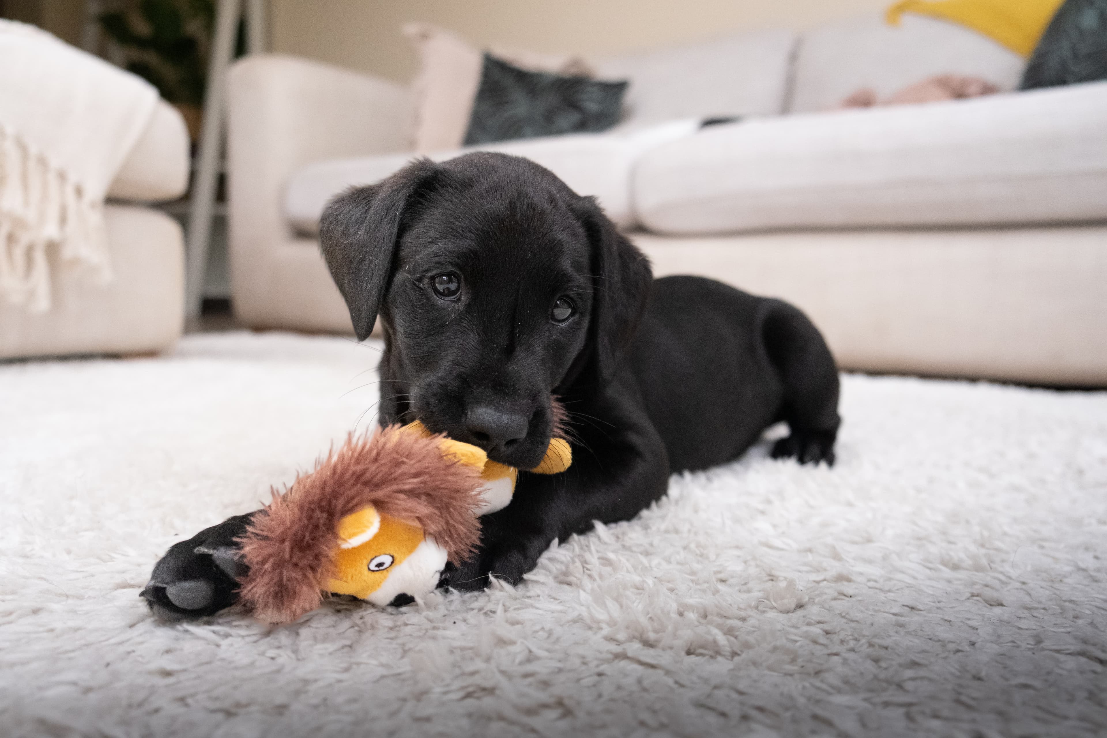 Nova puppy portrait