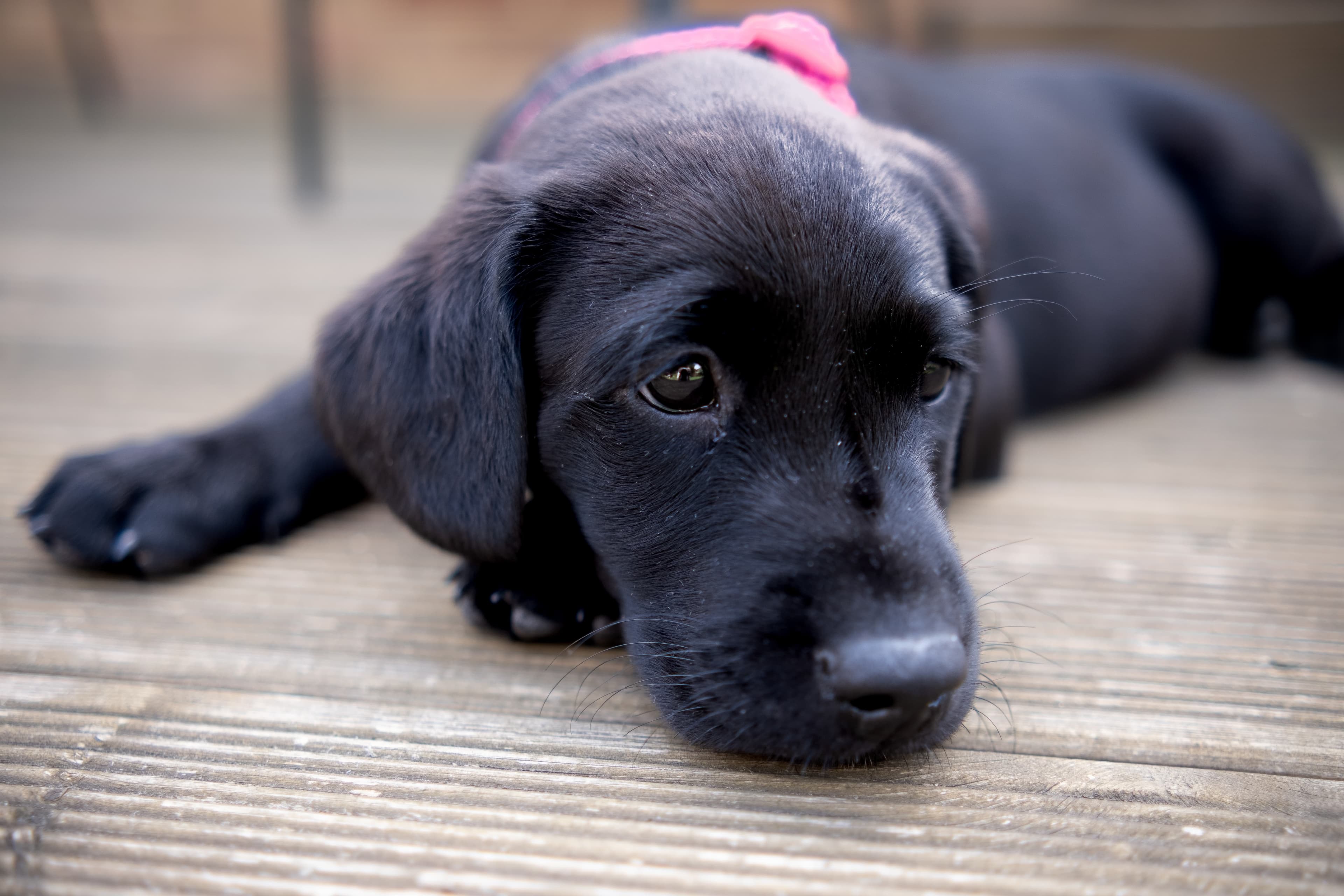 Nova as a puppy