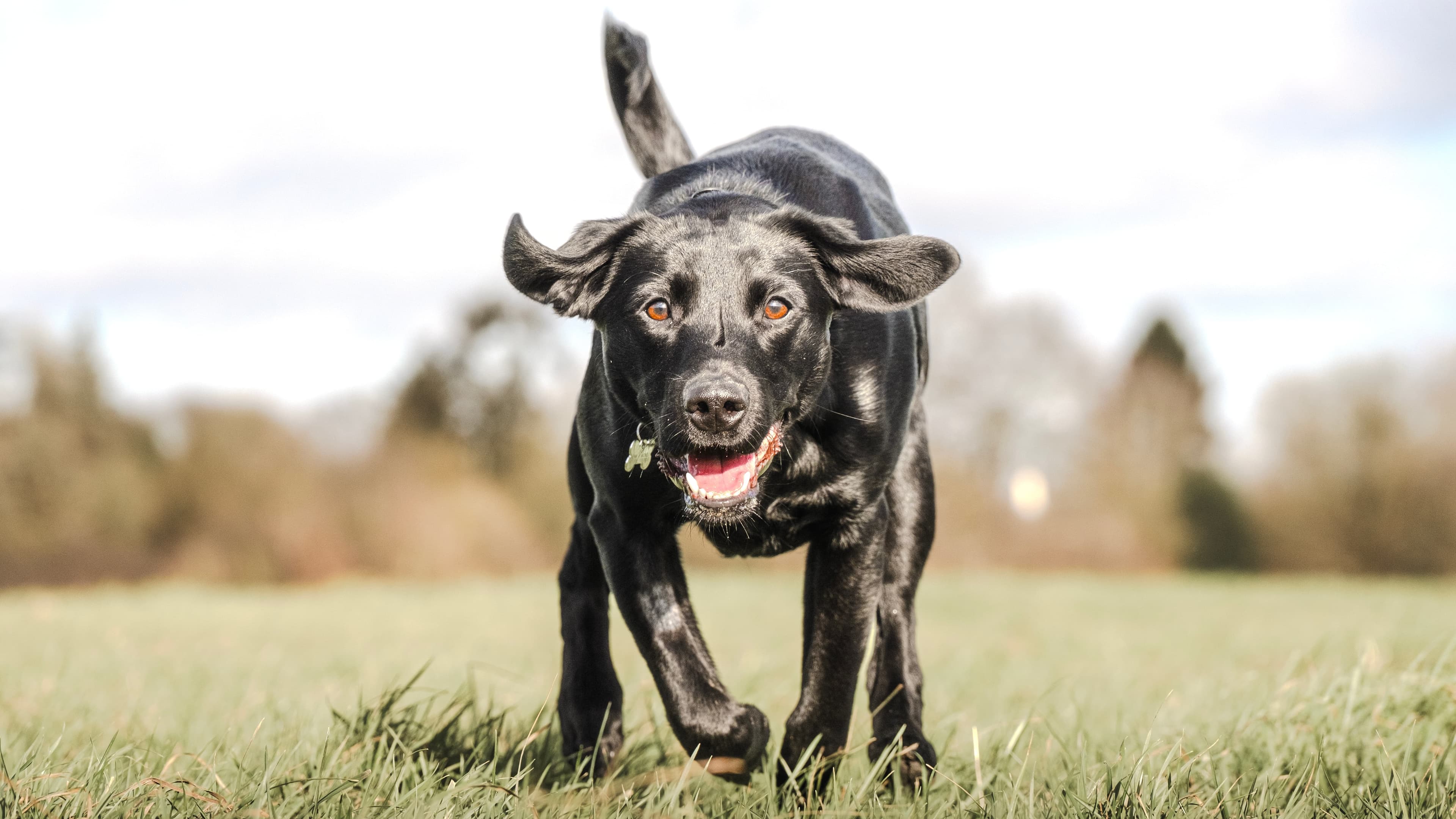 Nova running outdoors