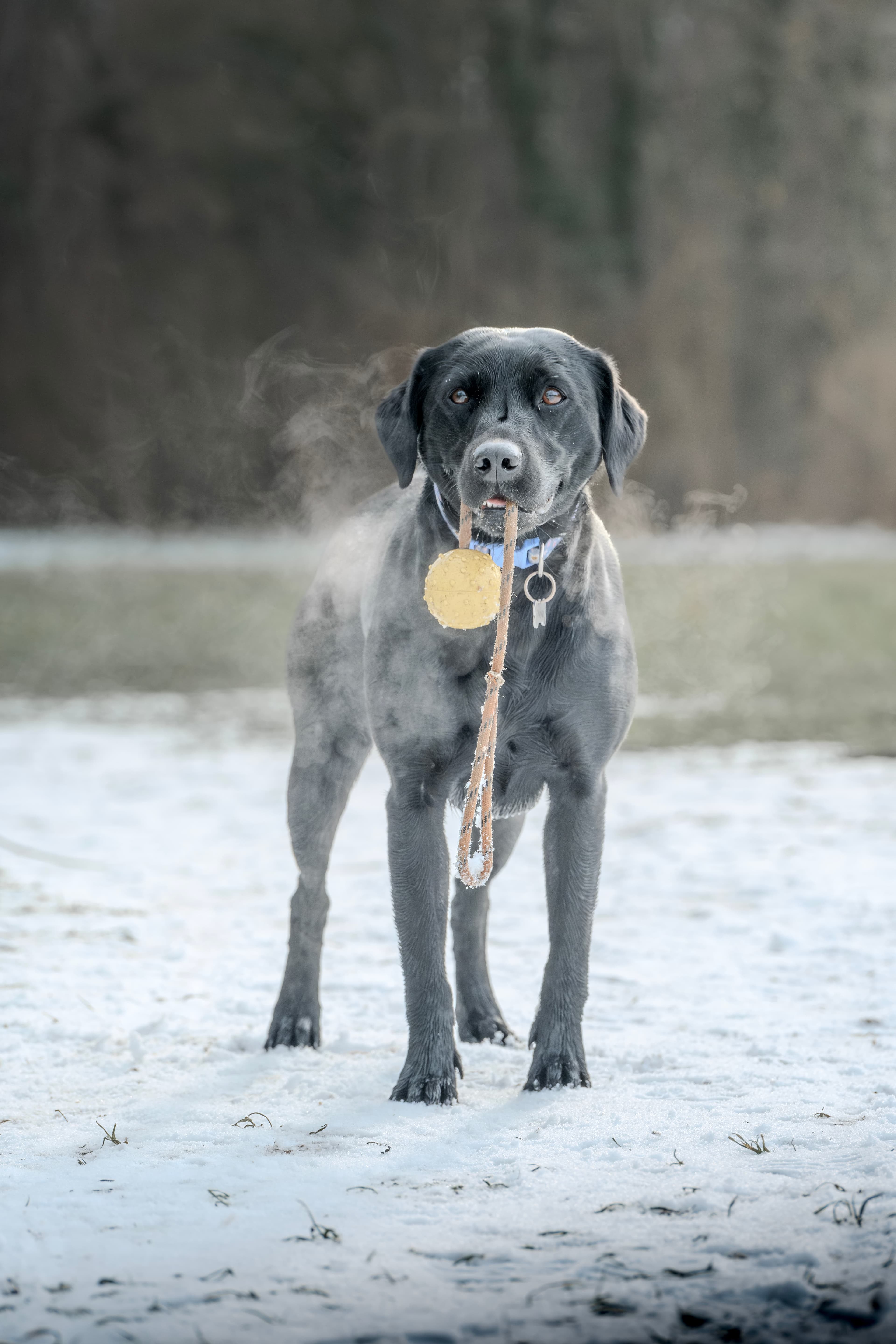 Nova in the snow