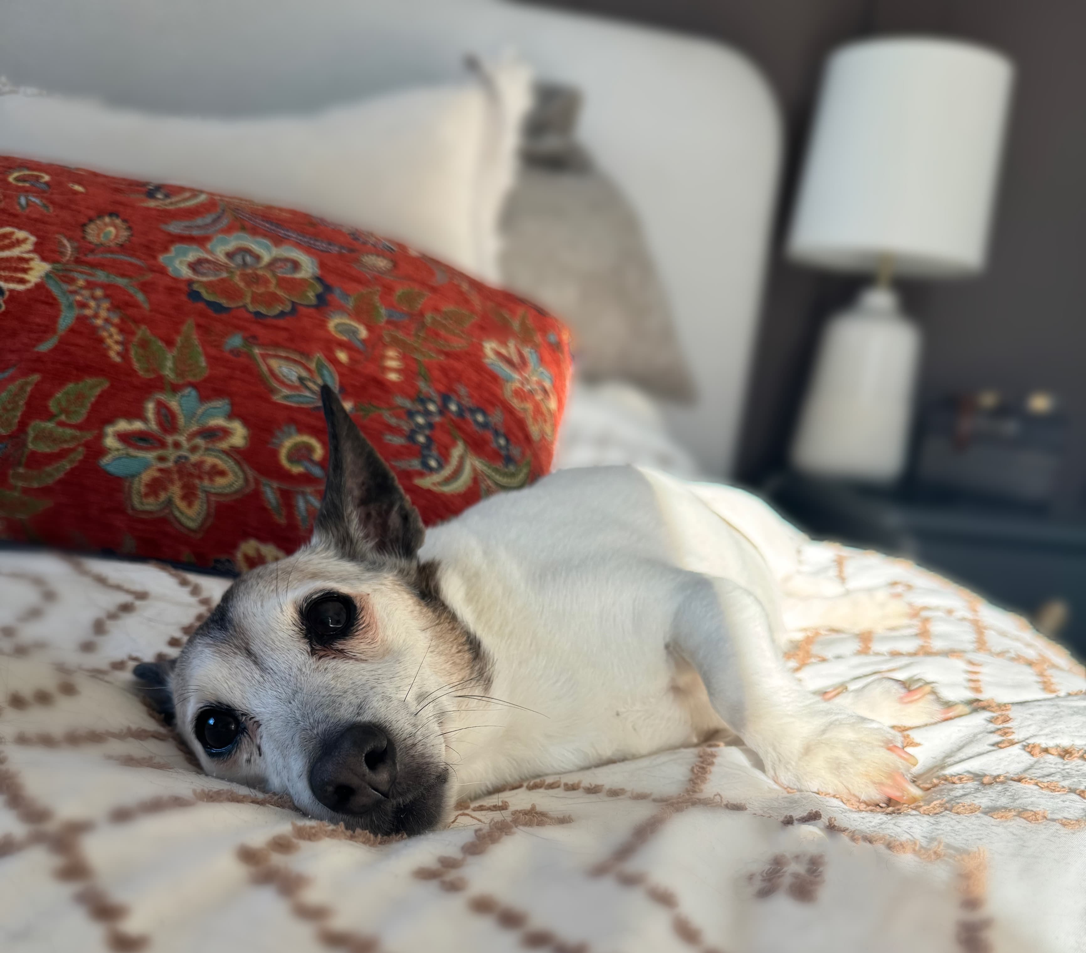 Pippa resting on a bed