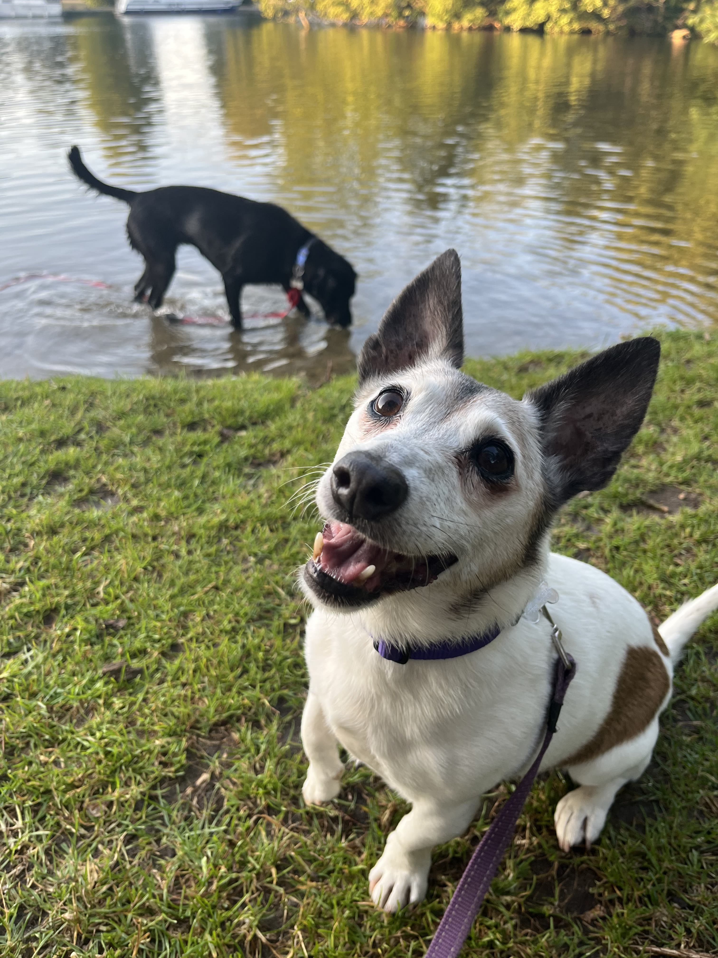 Pippa smiling
